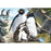 Holdson 300XL Puzzle - Treasures of Aotearoa S3: Penguin Pride