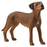 Schleich - Rhodesian Ridgeback