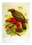 Kaka Parrot Prestige Tea Towel